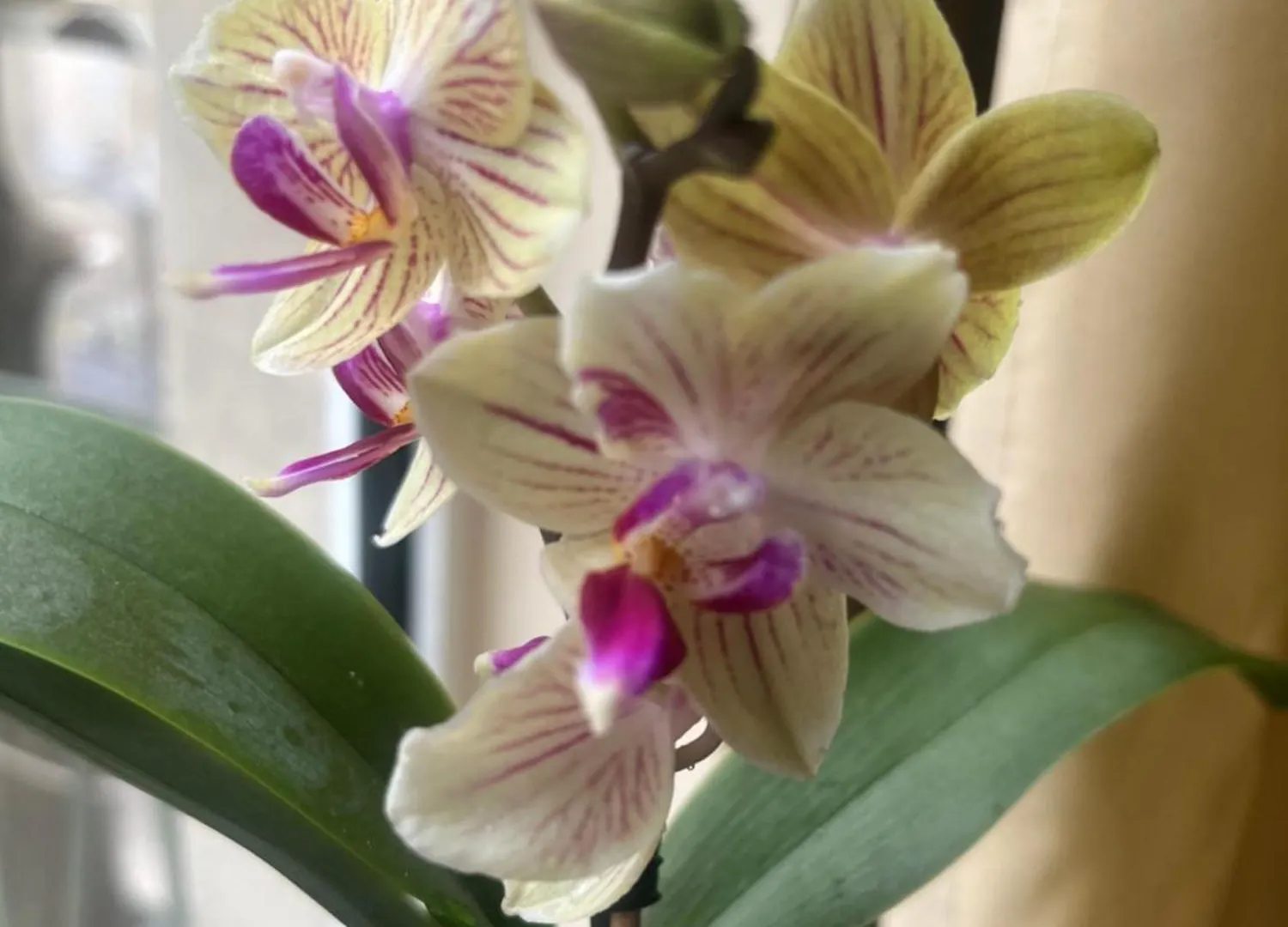 My Orchids Apartment In The Heart Of Sofia Bulgarien