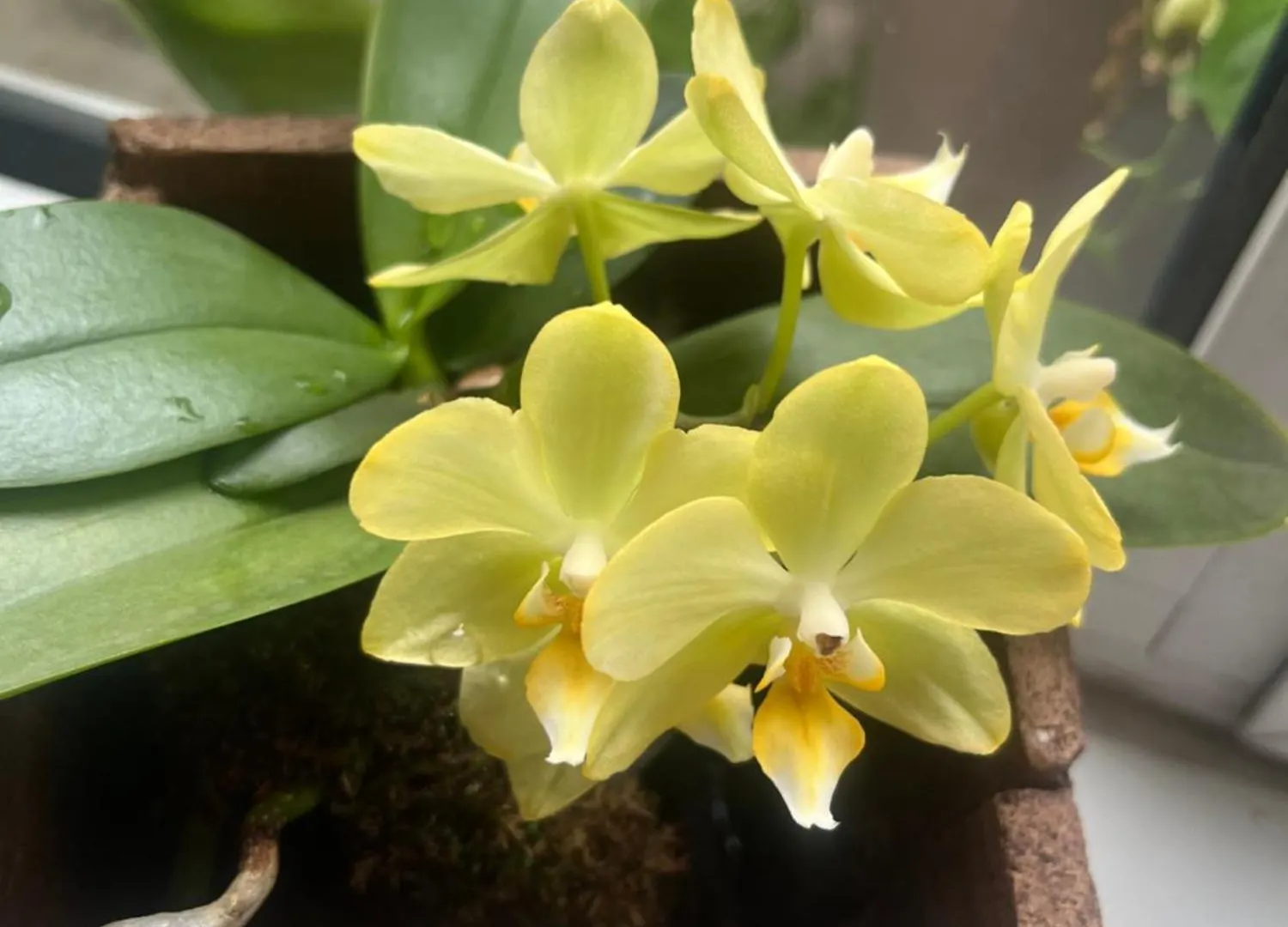 My Orchids Apartment In The Heart Of Sófia