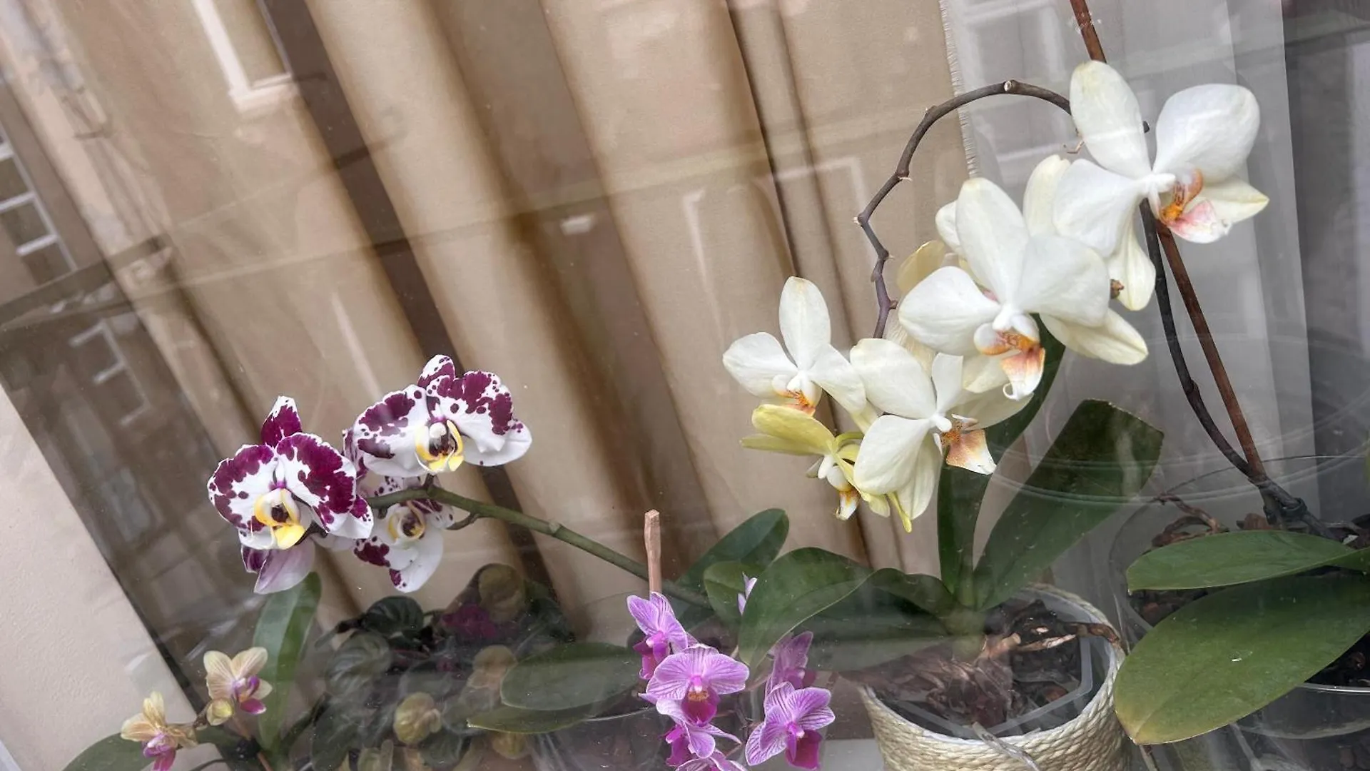 My Orchids Apartment In The Heart Of Sófia Bulgária