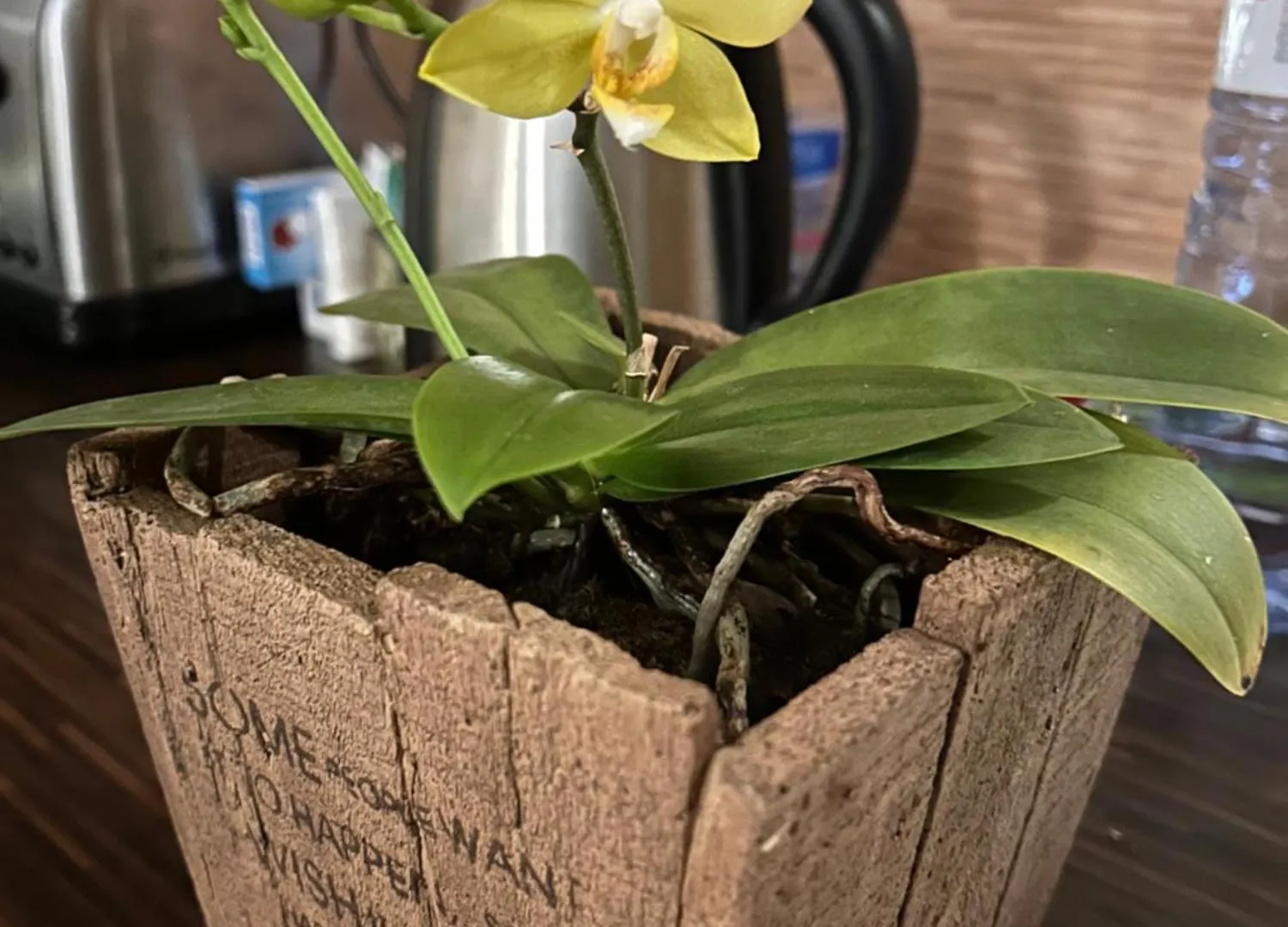 My Orchids Apartment In The Heart Of Sófia